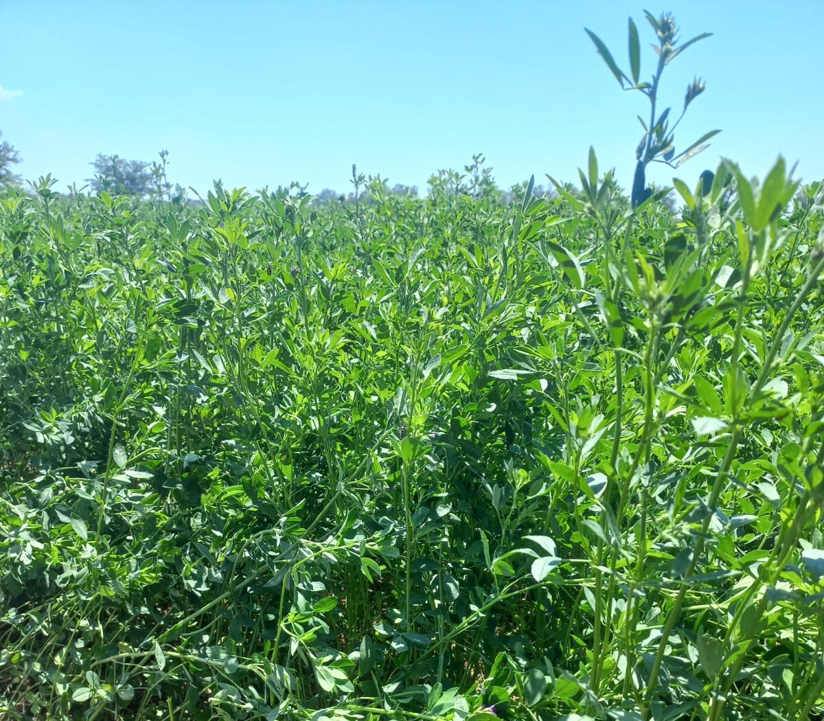 Mercado interno de alfalfa: la otra cara del “oro verde”