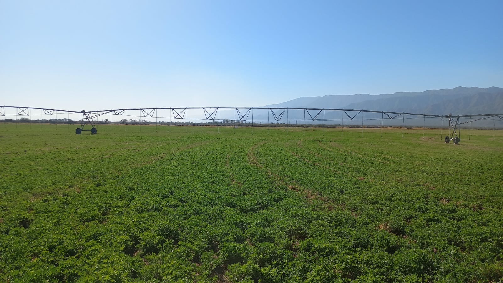 Estrés hídrico, impacto del riego en el cultivo de la alfalfa