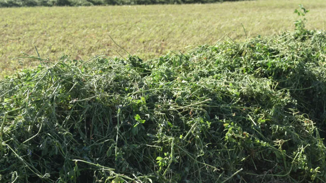 Calidad y nutrición animal: El rol estratégico de la alfalfa en la dieta 