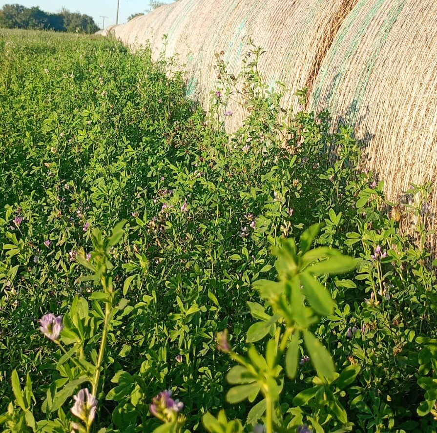 En busca de “potenciar” el cultivo de alfalfa
