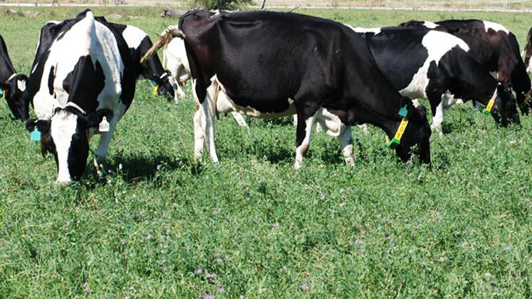 Alfalfa + Leche = Producto premium