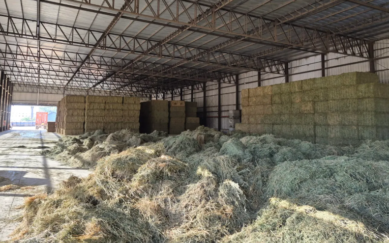 En un año difícil para la alfalfa, acciones que impulsan su futuro