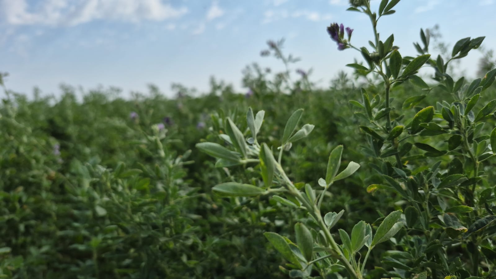 La alfalfa se convierte en un cultivo atractivo para los franceses