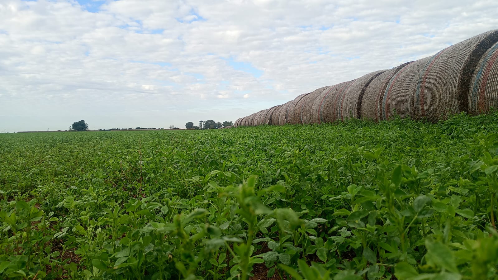 La necesidad de adaptar cultivos críticos como la alfalfa a entornos globales que mutan con rapidez