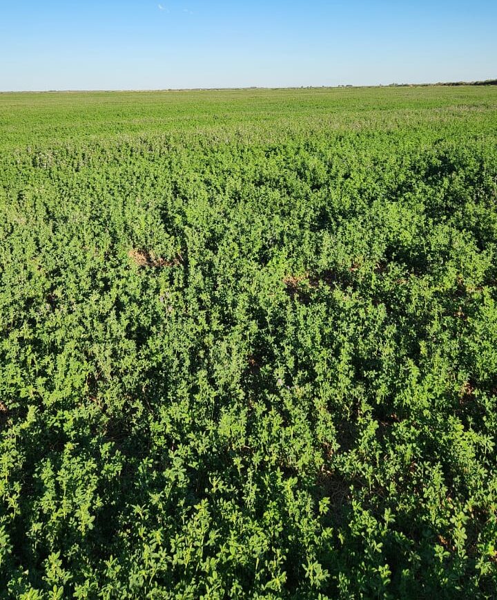 Rio Negro trabaja en su “transformación productiva” con la alfalfa como meta