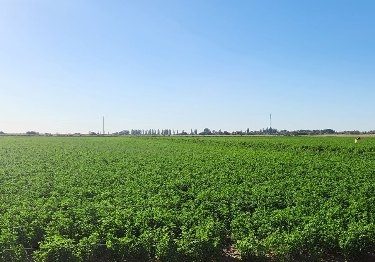 Cómo preparar la próxima campaña: suelos, agua y fertilización