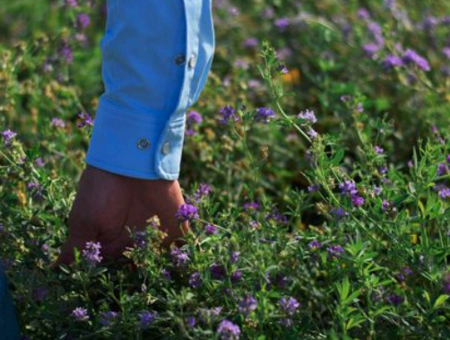 El desafío de la producción de semillas de alfalfa