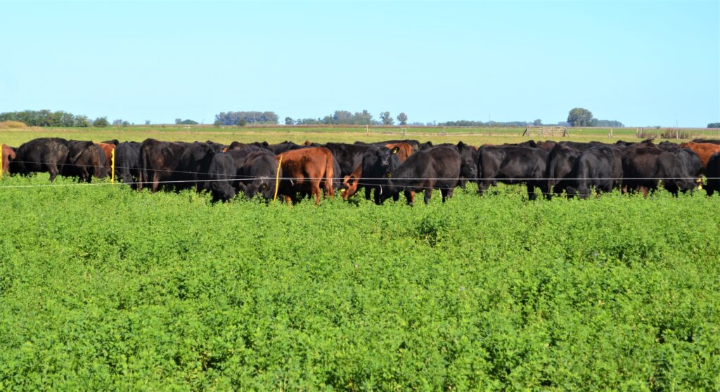 El desafío del empaste en animales que consumen alfalfa