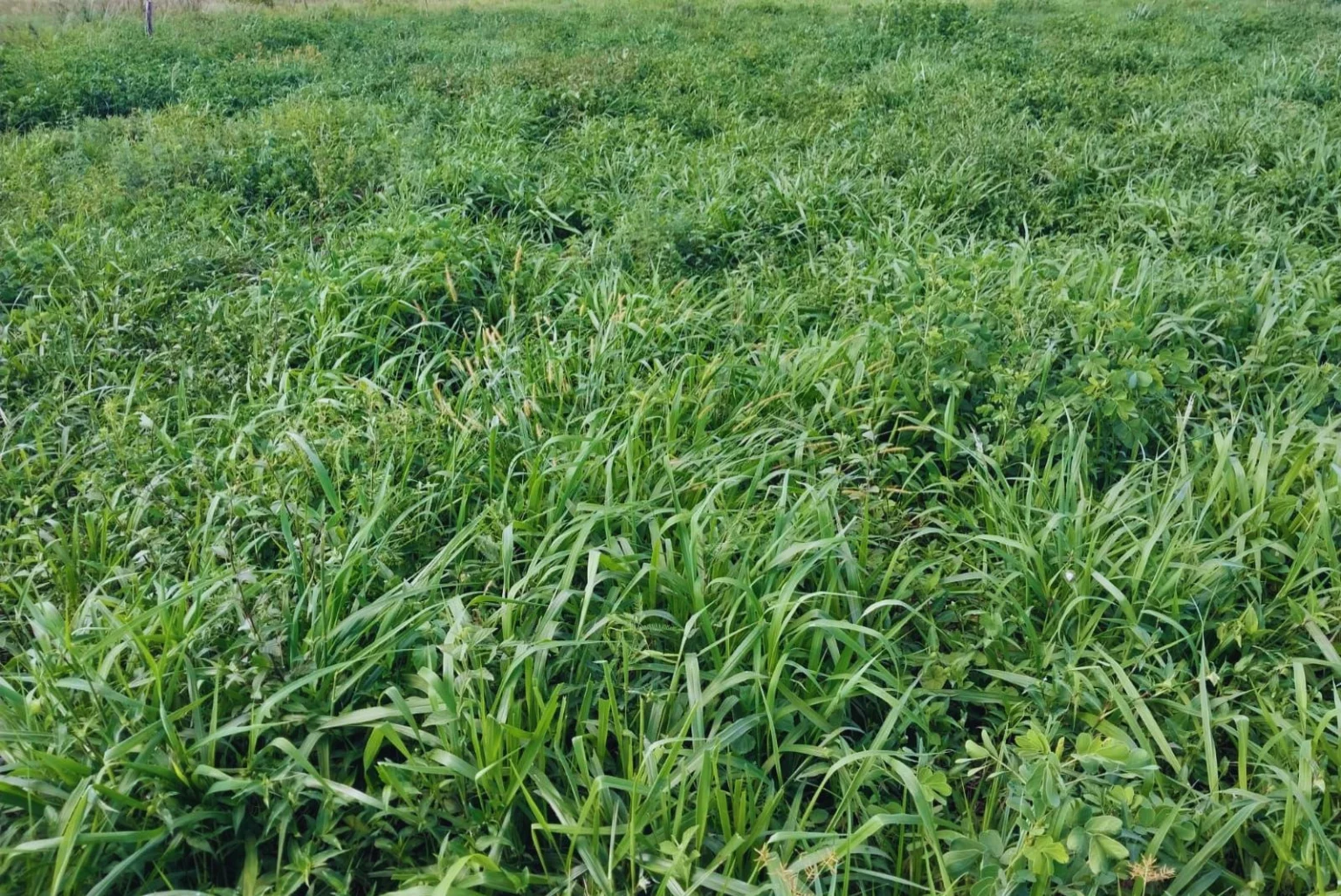 Con verdeos de invierno, aseguran disponibilidad de forraje de calidad