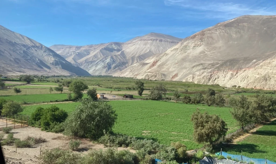 En Chile buscan una alfalfa “ancestral” para asegurar el futuro de la ganadería en el desierto