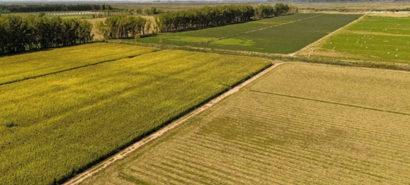 El mapa forrajero se expande: AFA desembarca en el sur argentino