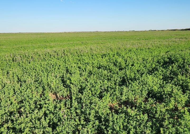 Río Negro proyecta su expansión productiva con la alfalfa como motor estratégico
