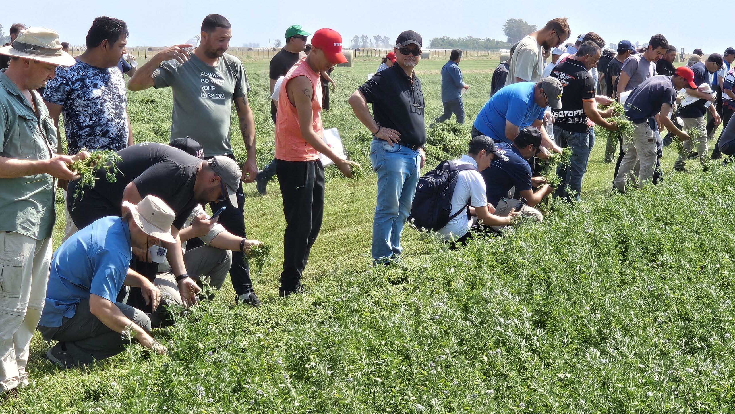 El cultivo se jerarquiza en ExpoAlfa