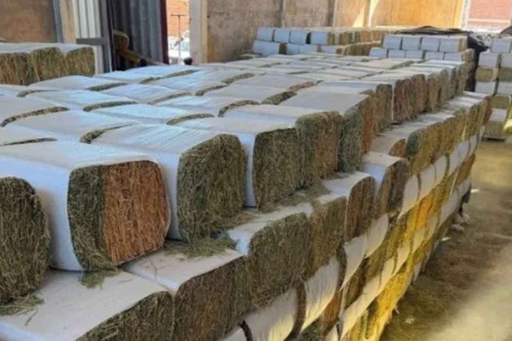 El camino hacia la alfalfa premium y la conquista de los mercados internacionales