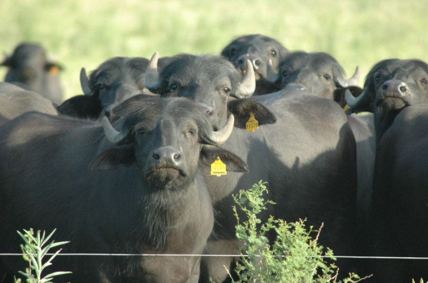 El negocio del búfalo: ¿Por qué la alfalfa es la llave para la carne premium?