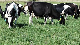 Buenos precios para la carne, buenas oportunidades para la alfalfa