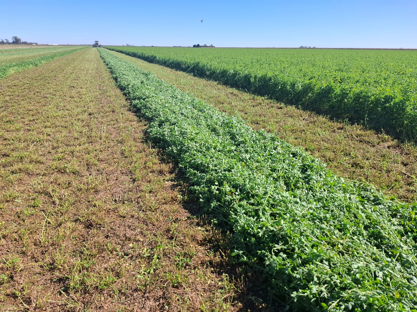 La alfalfa argentina ante el desafío de la calidad y la eficiencia