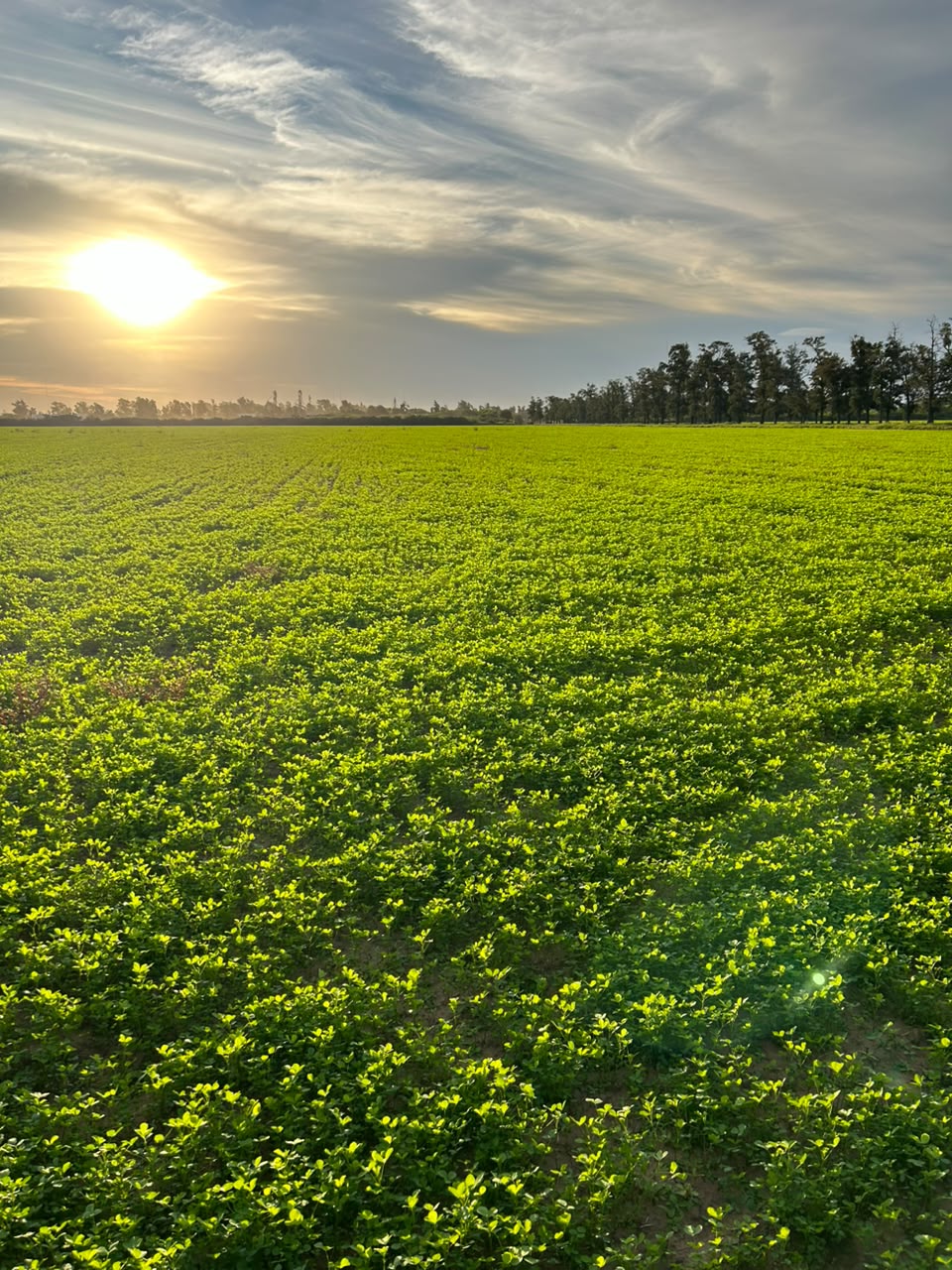 El plan para transformar la alfalfa chaqueña