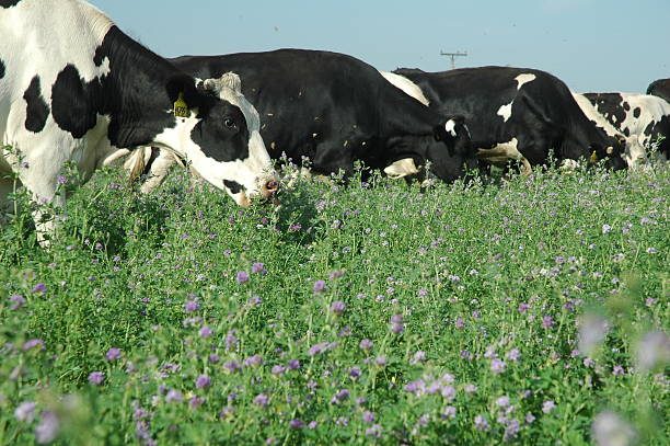 Impacto del pastoreo en la producción de leche