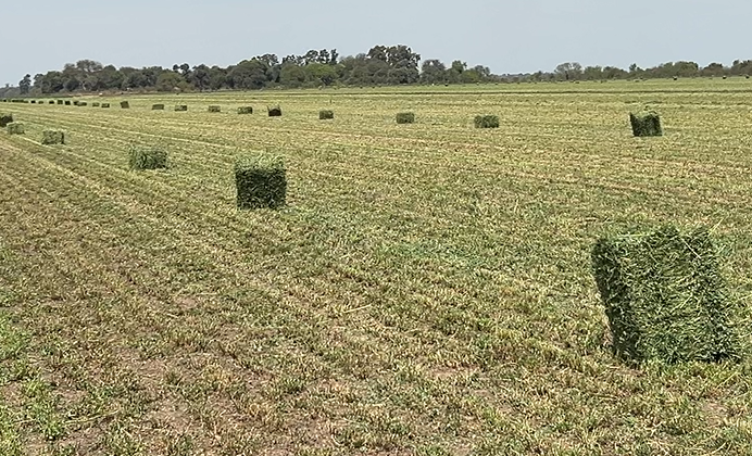 De Chaco al mundo: cómo la industrialización de la alfalfa transforma el negocio en el Norte argentino