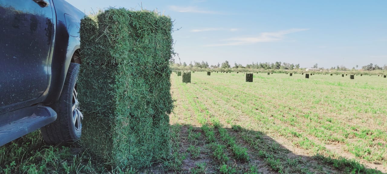 Los Curutchet y la alfalfa: De Mesón de Fierro al Mundo