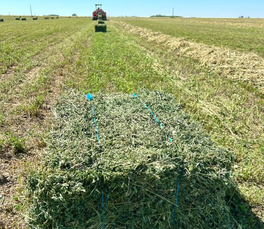 “La alfalfa no es fácil, hay que dedicarle mucho tiempo”