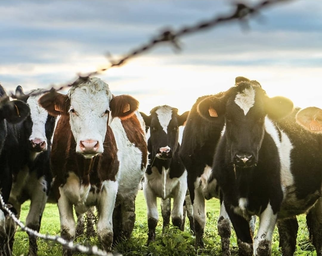 Brasil pone la mira en la alfalfa argentina
